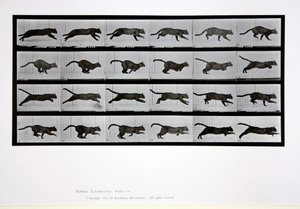 猫が走る、「Animal Locomotion」からのプレート720、1887 作： Eadweard Muybridge